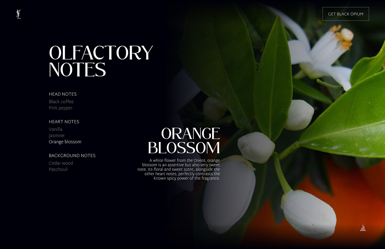 Black Opium Desktop - Notes Orange Blossom